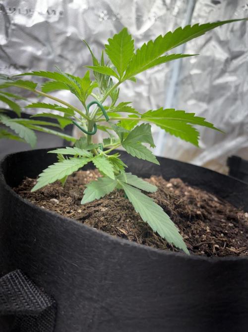 Cherry cola auto. Week 3