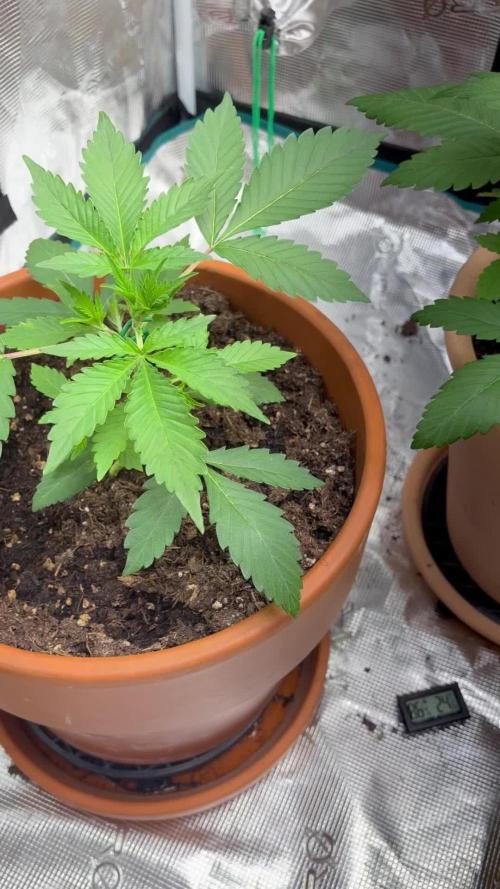 Cherry cola auto