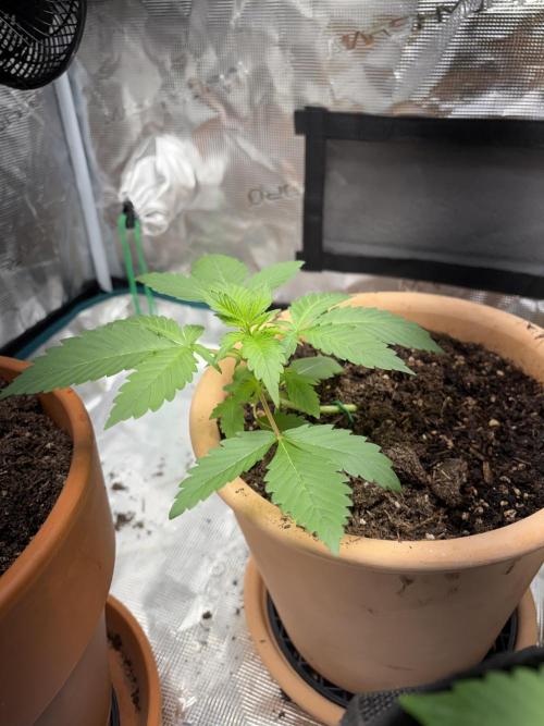 Cherry cola auto. Week 2
