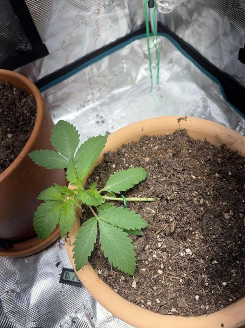 Cherry cola auto. Week 2
