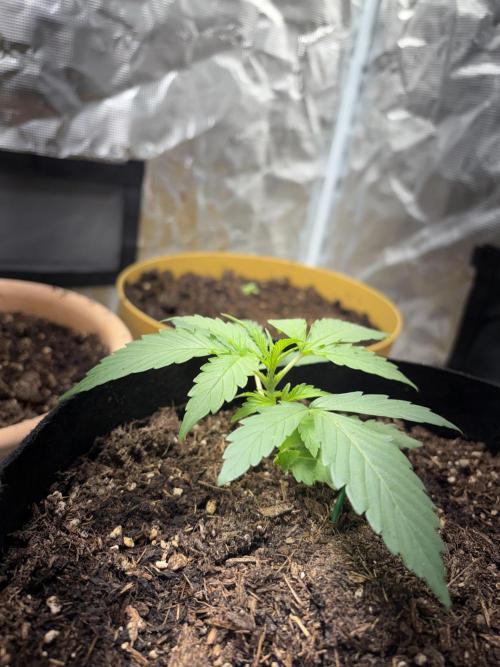 Cherry cola auto. Week 2