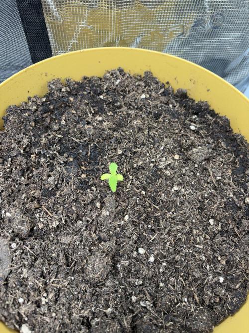 Cherry Cola Auto. Week 0
