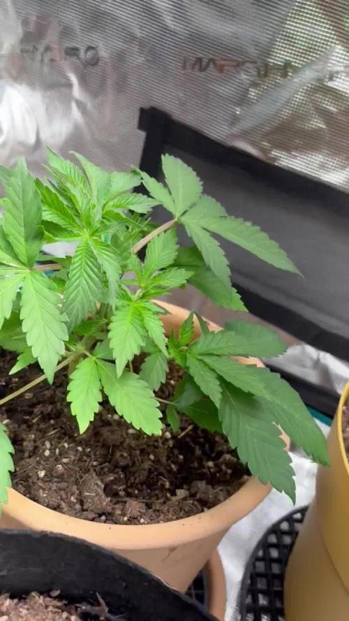 Cherry cola auto