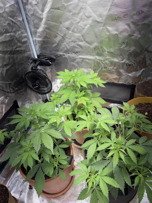 Cherry Cola Auto. Week 5