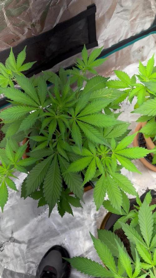 Cherry cola auto