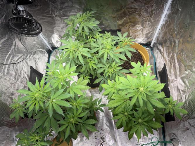 Cherry cola auto. Week 7