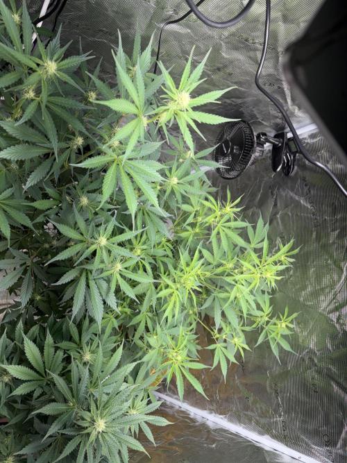 Cherry cola auto. Week 8