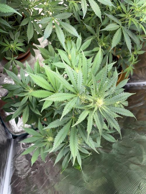 Cherry cola auto. Week 8