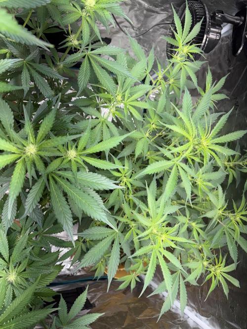 Cherry cola auto. Week 8