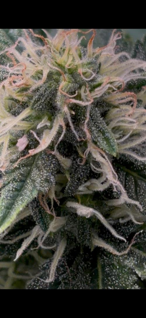 Cherry cola auto. Week 9