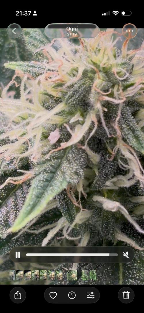 Cherry cola auto. Week 9