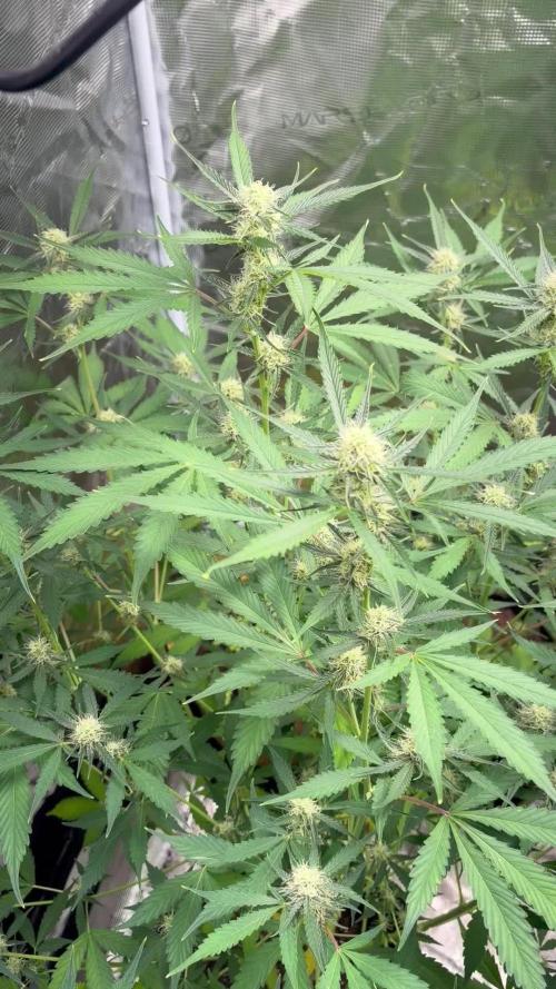 Cherry cola auto