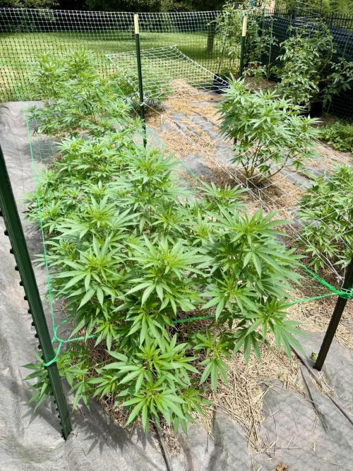 Summer 2026 ☀️💚. Week 12