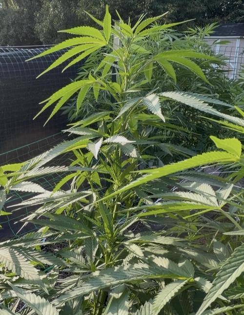 Summer 2026 ☀️💚. Week 14