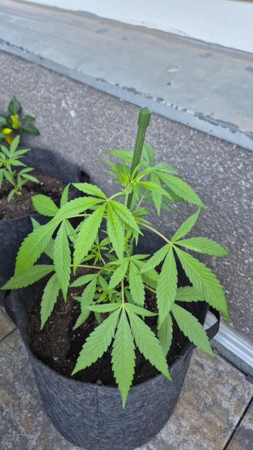 Sticky Orange XXL. Week 8