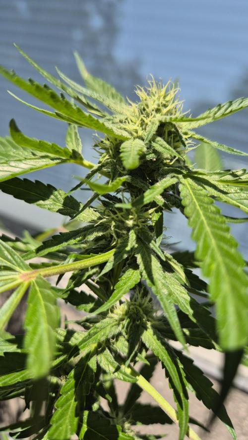 1. try - Balkonien Diaries Sticky Orange. Week 11