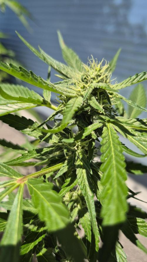 1. try - Balkonien Diaries Sticky Orange. Week 11