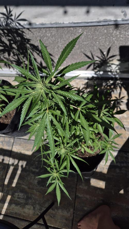 1. try - Balkonien Diaries Sticky Orange. Week 11