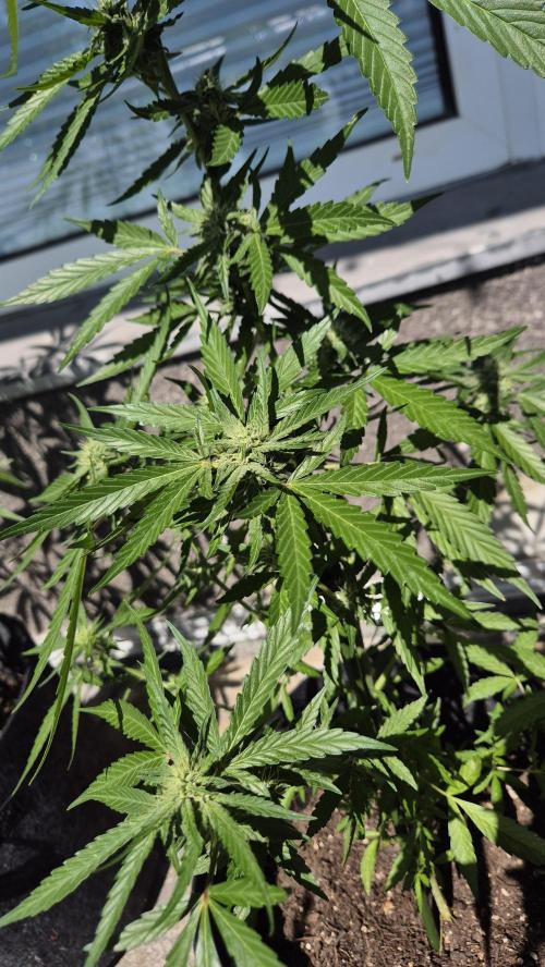 1. try - Balkonien Diaries Sticky Orange. Week 11