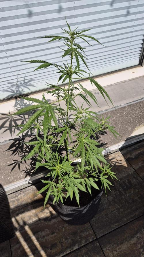Sensi Amnesia Auto. Week 9