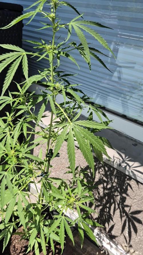 Sensi Amnesia Auto. Week 9