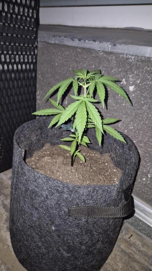 Sensi Amnesia Auto. Week 5