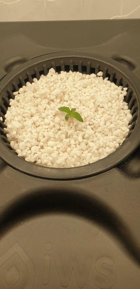 Sensi Seeds Northern Lights #5 x Haze. Week 0