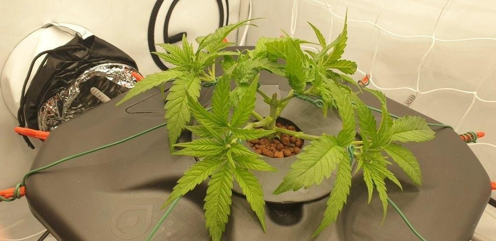 Sensi Seeds Northern Lights #5 x Haze. Week 4