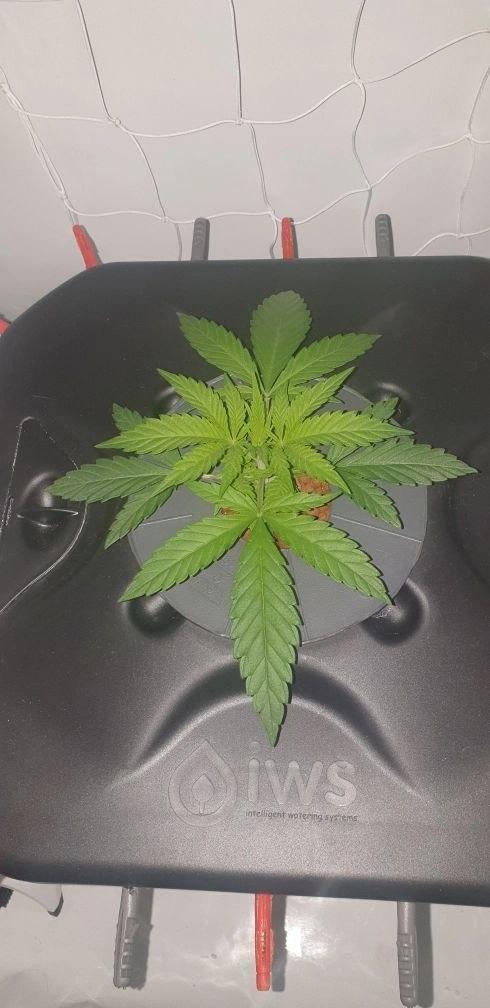 Sensi Seeds Northern Lights #5 x Haze. Week 4