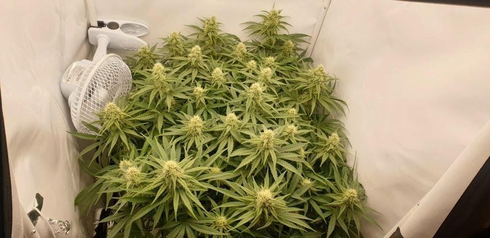 Sensi Seeds Northern Lights #5 x Haze. Week 9