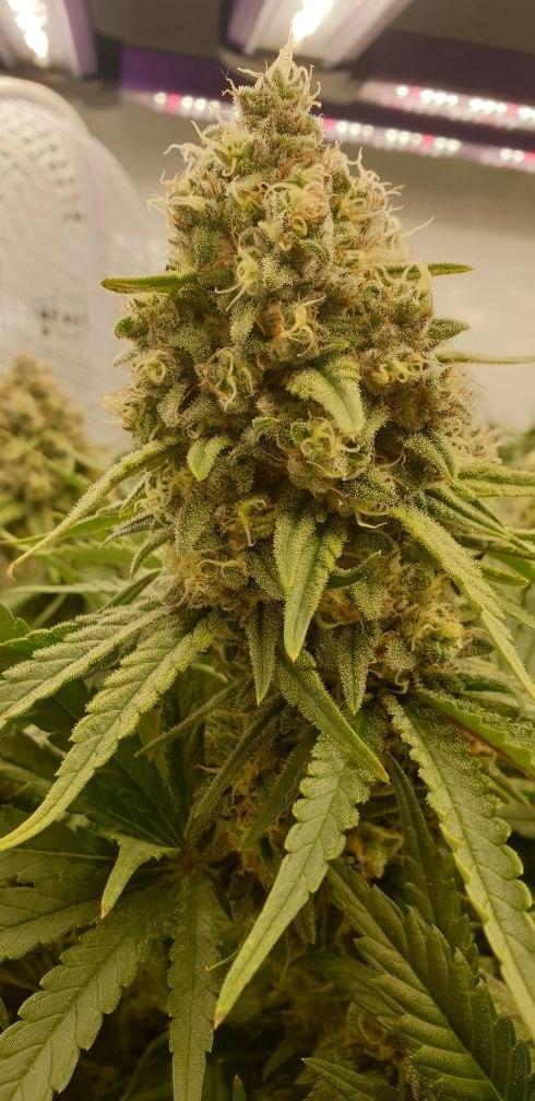 Sensi Seeds Northern Lights #5 x Haze. Week 12