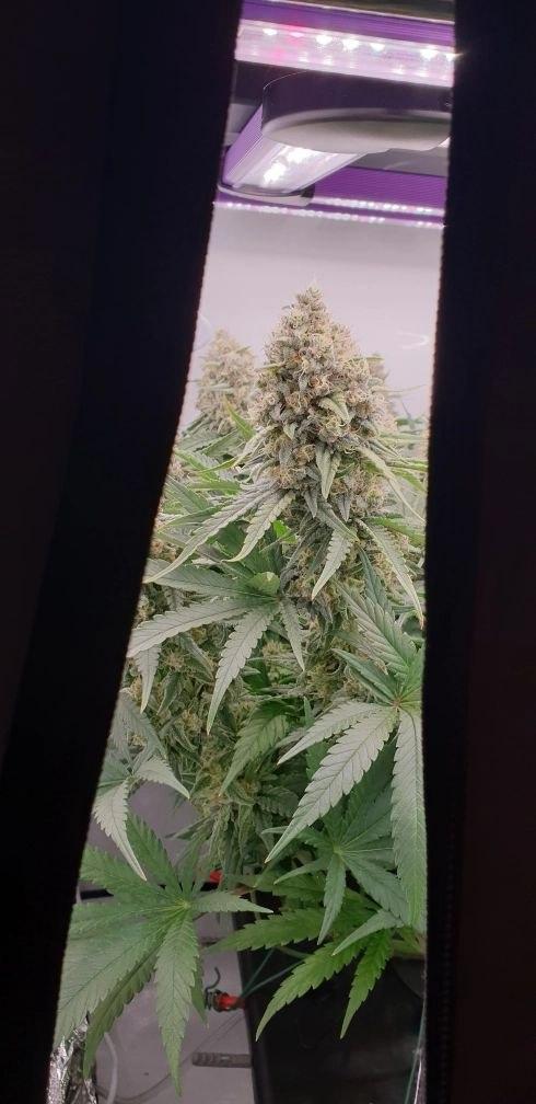 Sensi Seeds Northern Lights #5 x Haze. Week 12