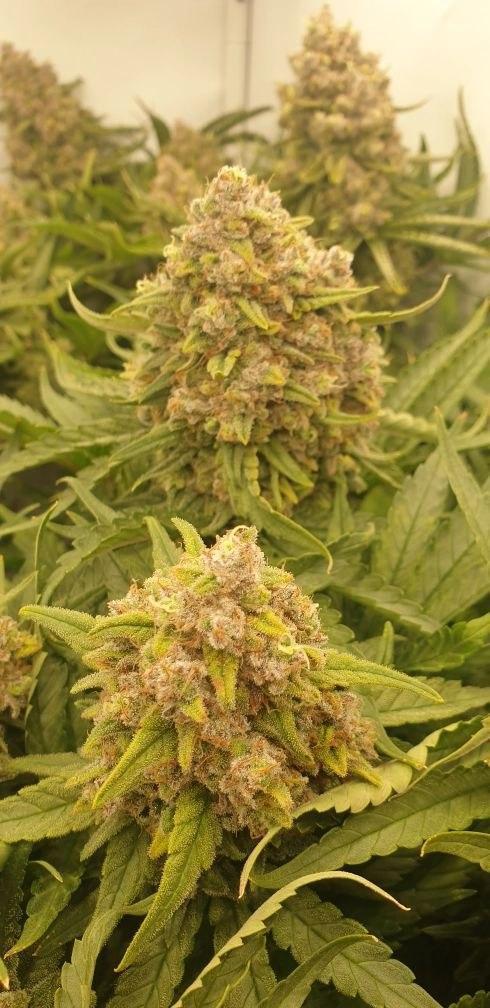 Sensi Seeds Northern Lights #5 x Haze. Week 13