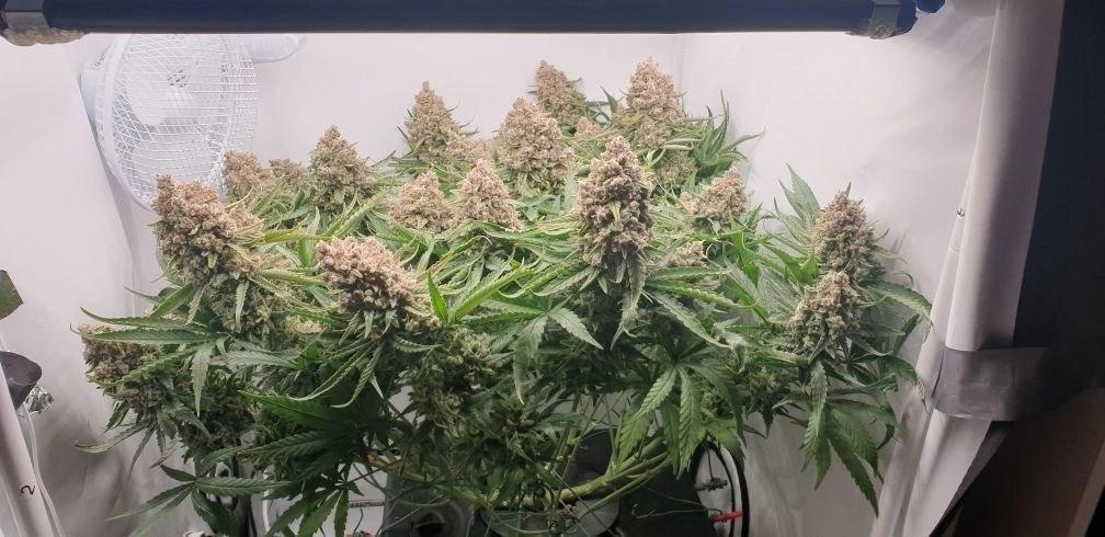 Sensi Seeds Northern Lights #5 x Haze. Week 14