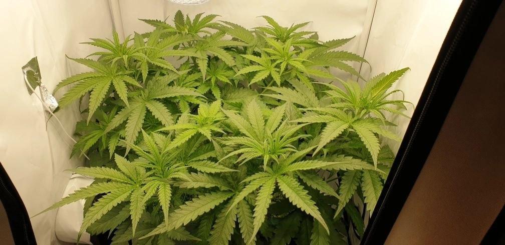 Northern Lights #5 x Haze FirstGrow. Week 6