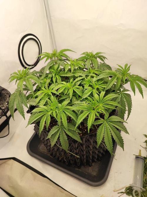 Caramel Pineapple Sensi Seeds. Week 5