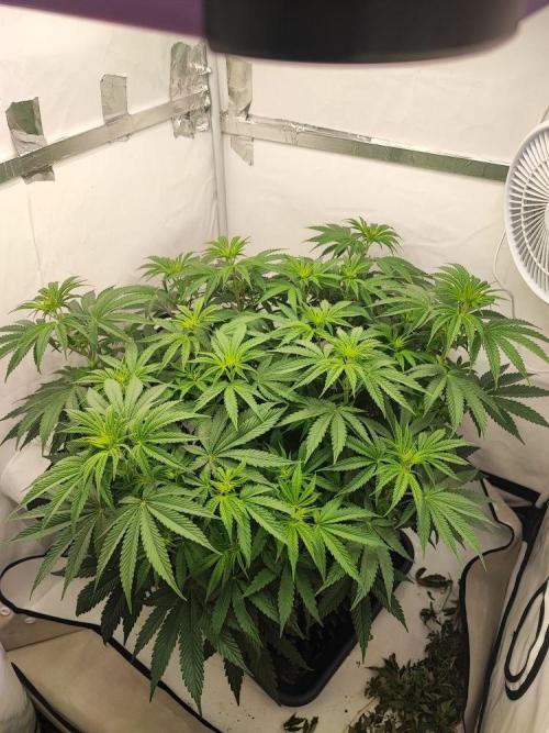 Caramel Pineapple Sensi Seeds. Week 6