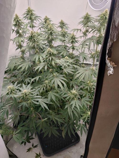 Caramel Pineapple Sensi Seeds. Week 10