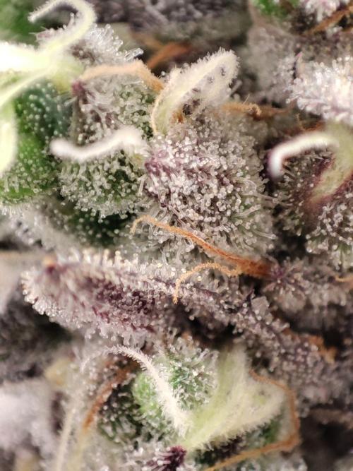 Caramel Pineapple Sensi Seeds. Week 14