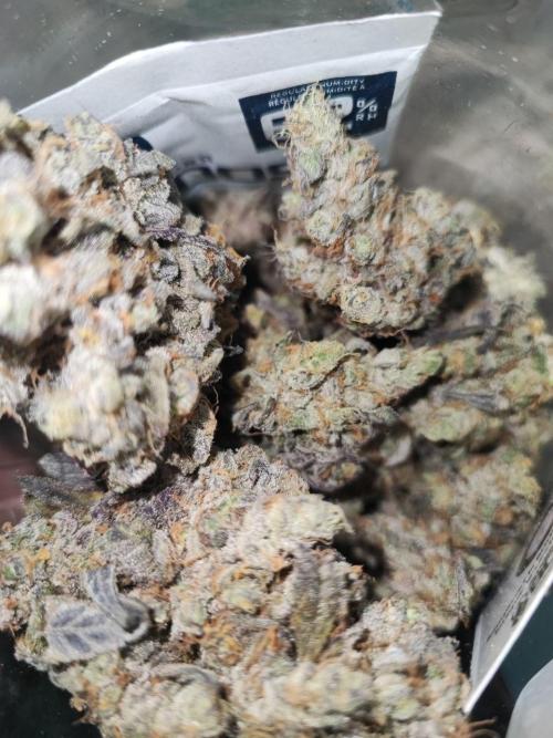 Caramel Pineapple Sensi Seeds. Week 16
