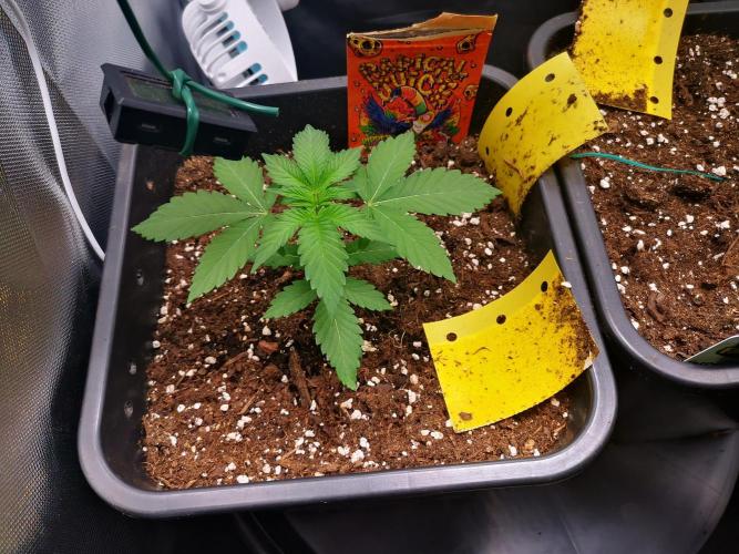 Radical Juice. Week 2