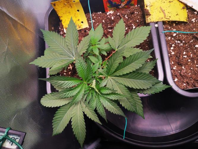 Radical Juice. Week 3