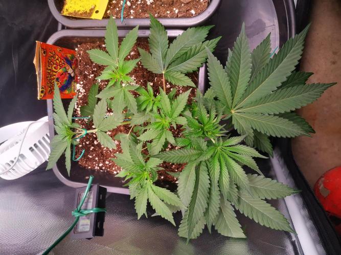 Radical Juice. Week 4