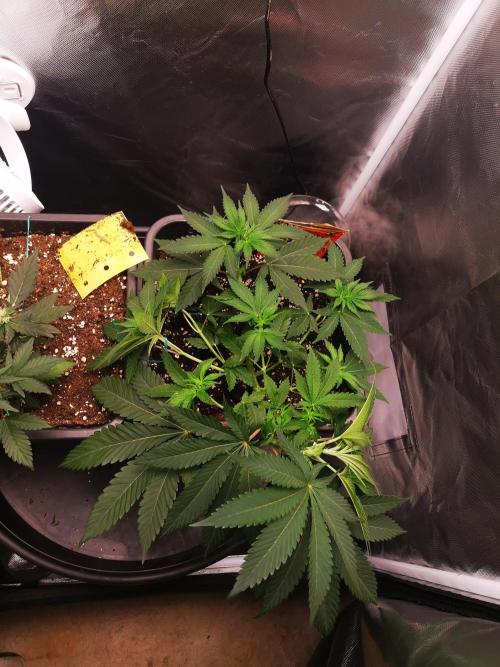 Radical Juice. Week 5