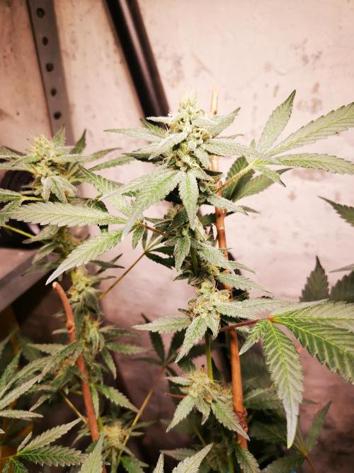 Blue Gelato 41. Week 8