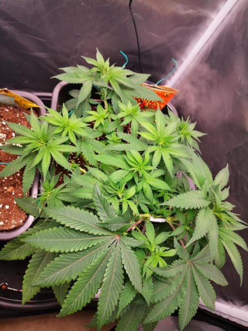 Radical Juice. Week 6