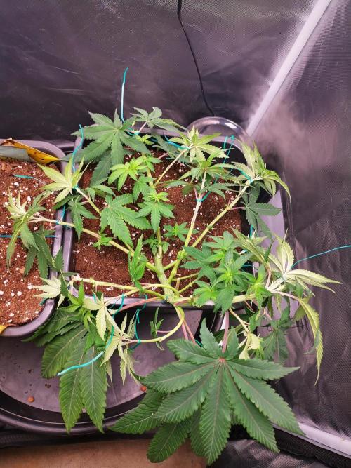 Radical Juice. Week 7