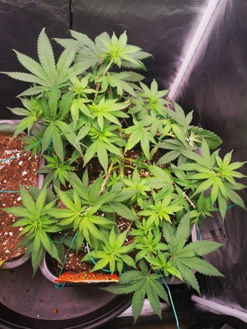 Radical Juice. Week 7