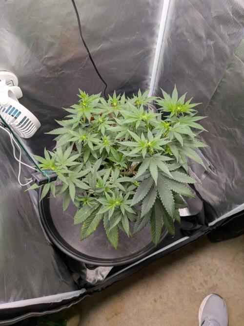 Radical Juice. Week 8