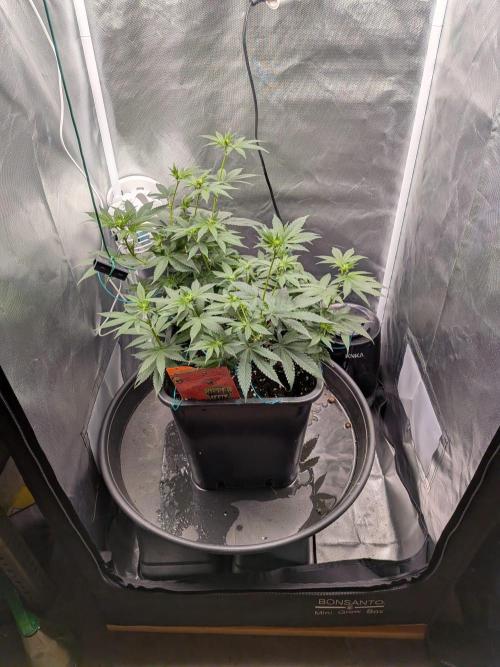 Radical Juice. Week 9